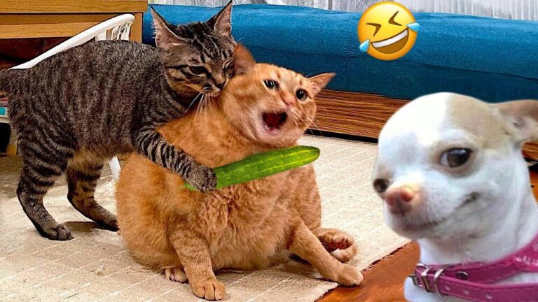 Funniest Cats And Dogs Videos 😁 – Best Funny Animal Videos 2024 🥰#7