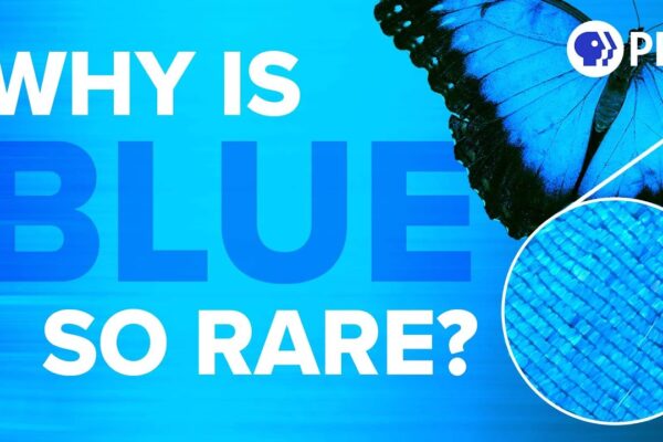 Why Is Blue So Rare In Nature?