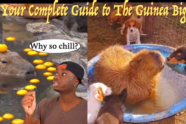 The Science Behind the Unproblematic Nature of the Capybara