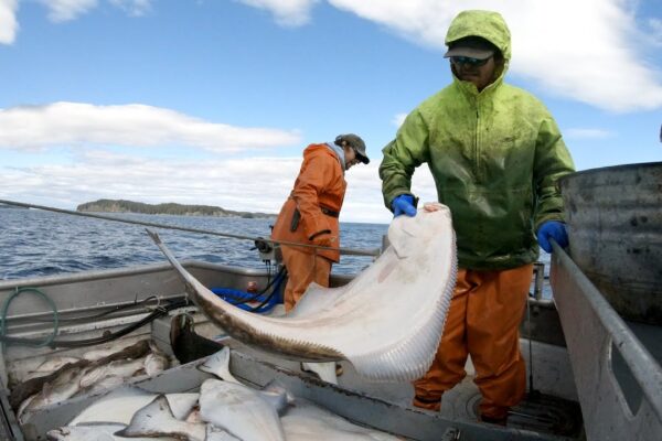 Setting and Hauling Halibut Longline – Alaska Commercial Fishing