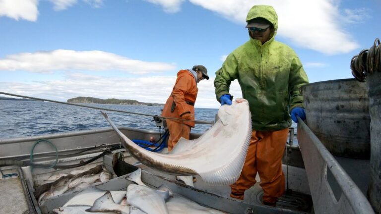 Setting and Hauling Halibut Longline – Alaska Commercial Fishing