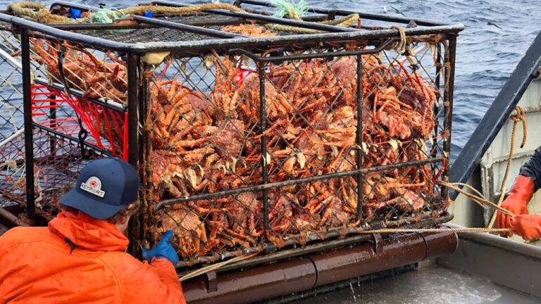 Amazing Catch Hundreds Tons Alaska King Crab With Modern Big Boat – Amazing Crab Fishing on the sea