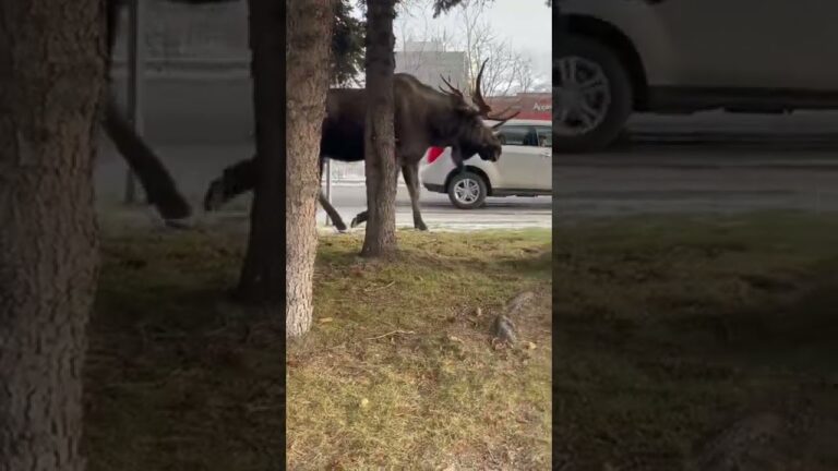 HUGE MOOSE ! Downtown Anchorage Alaska.