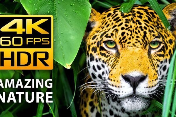 Amazing Colors of Nature in 4K HDR 60fps – Tropical Animals and Relaxing Music