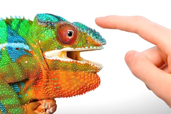 When a Chameleon Trusts You…