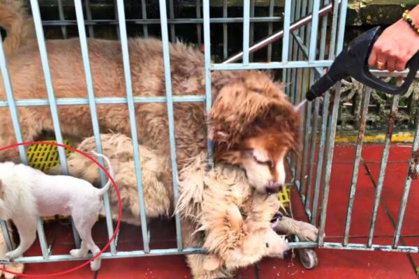 Hùng Panda Cứu Chó Tuyết Bị Cắn Xé Bởi Gấu Alaska Hung Dữ l Bán Gấu Thôi l Team Dương KC