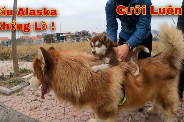 Dương KC | Thăm Lại Chó Alaska BaBy Sau 10 Ngày Xa Cách | Quá Cute Luôn !