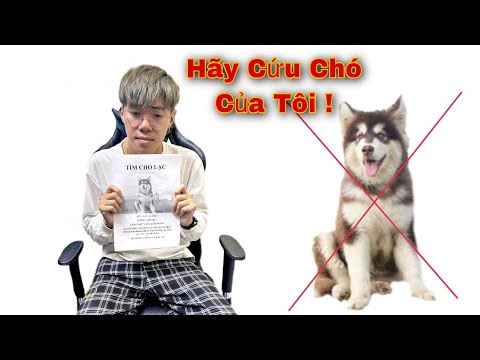 Dương KC | Mất Gấu Alaska