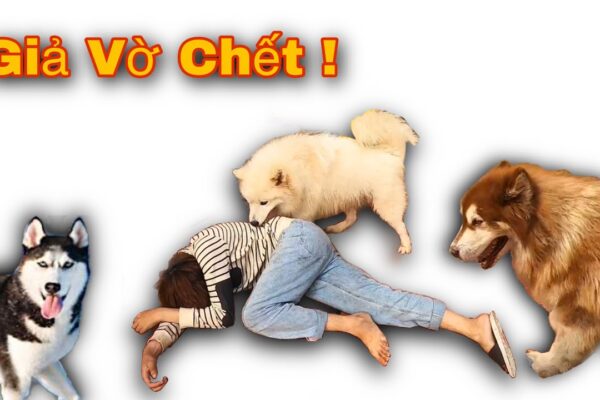 Dương KC | Giả Chết Thử Lòng Gấu Alaska Và Husky Ngáo