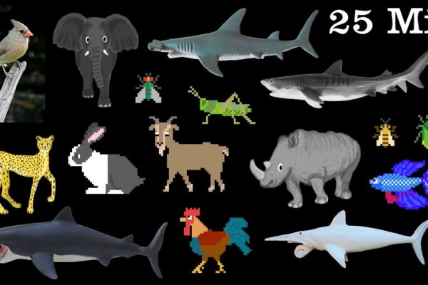 Animals Collection – Sharks, Farm Animals, Pets, Insects & More – The Kids’ Picture Show