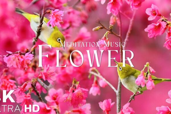 Flowers 4K Nature Relaxation Film | Meditation Relaxing Music