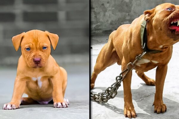 Before & After Animals Growing Up. Incredible Animal Transformations