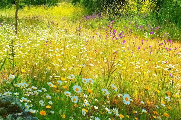Relaxing Nature Ambience Meditation🌼GOOD MORNING SPRING NATURE THERAPY🌷Flowery MEADOW Healing Sounds