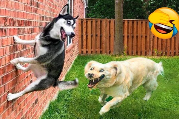 Best Funniest Animals Videos π
– Funny Dogs And Cats Videos 2023π #7