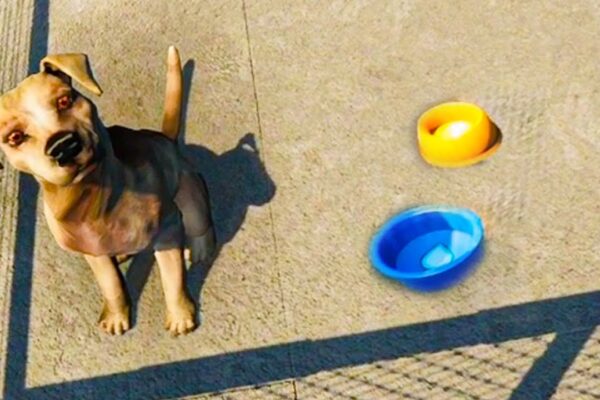 Adopt Dogs ( Animal Shelter Sim Game ) Part 3