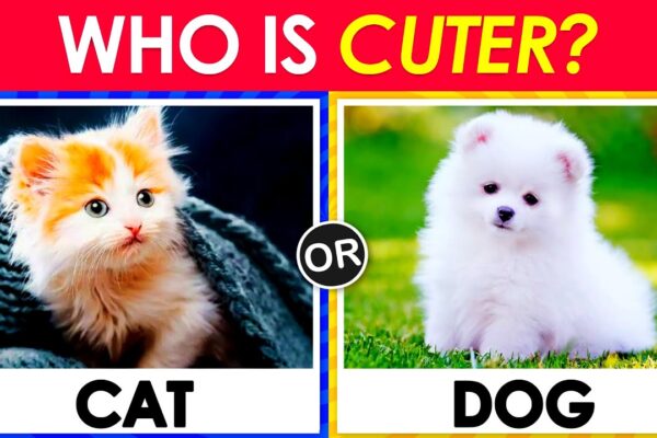 Pick One Kick One – Animals Edition 🐱🐶