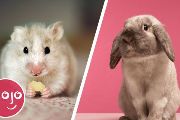 Top 10 Easiest Pets to Take Care Of