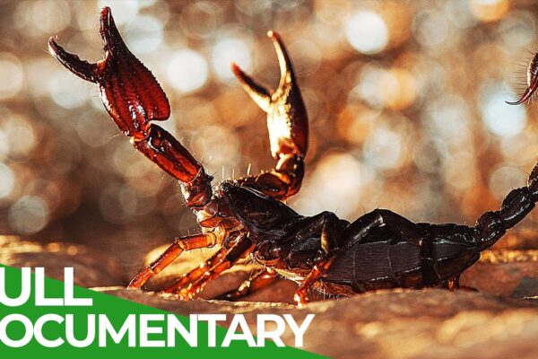 Lethal Poison | Animal Armory | Episode 4 | Free Documentary Nature