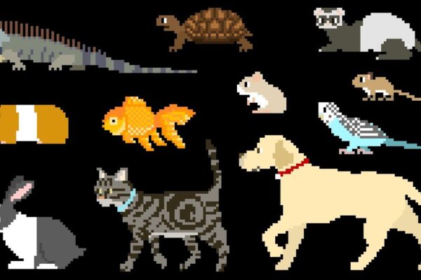 Pets – Book Version – Cat, Dog, Turtle – The Kids’ Picture Show (Fun & Educational Learning Video)