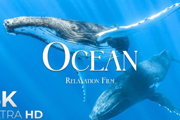 The Ocean (4K UltraHD)- Relaxation Film – Peaceful Relaxing Music – 4k Video UltraHD